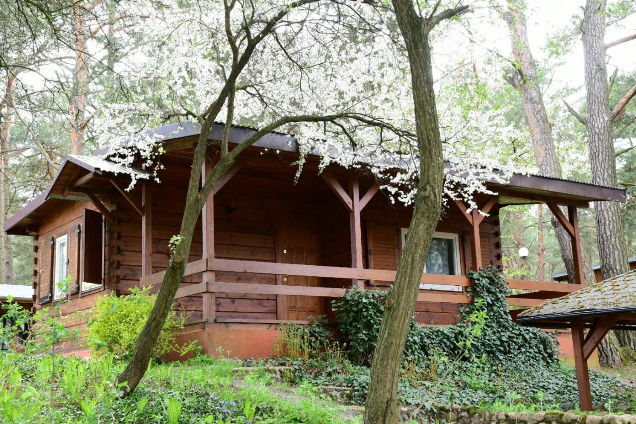 Sosnowy Domek Serpelice Экстерьер фото